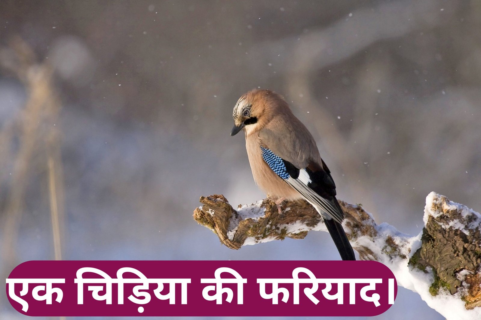 ek chidiya ki fariyaad