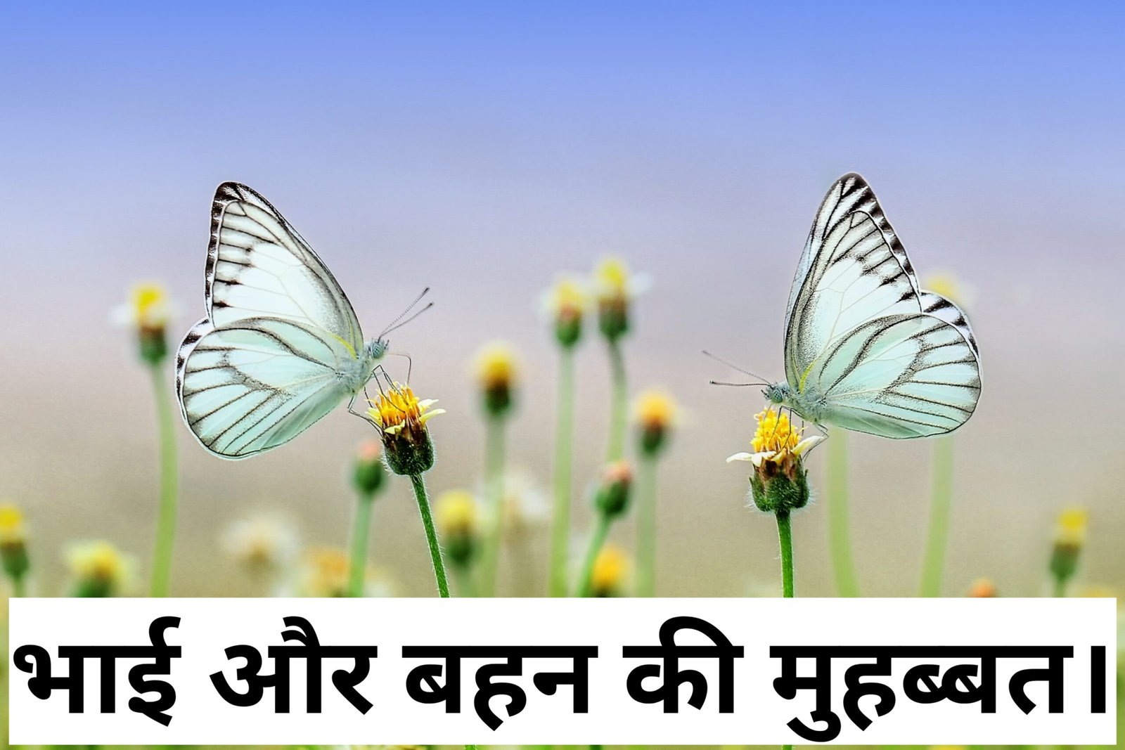 Bhai aur bahan ki muhabbat.