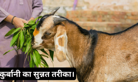 कुर्बानी का सुन्नत तरीका 20250518 171109 0000