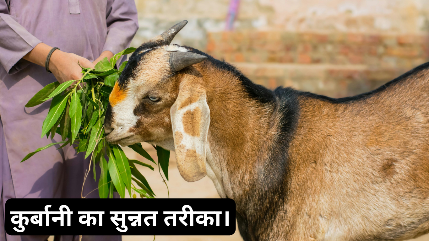 कुर्बानी का सुन्नत तरीका: Qurbani ka sunnat tariqa. 2 Qurbani ka sunnat tariqa.