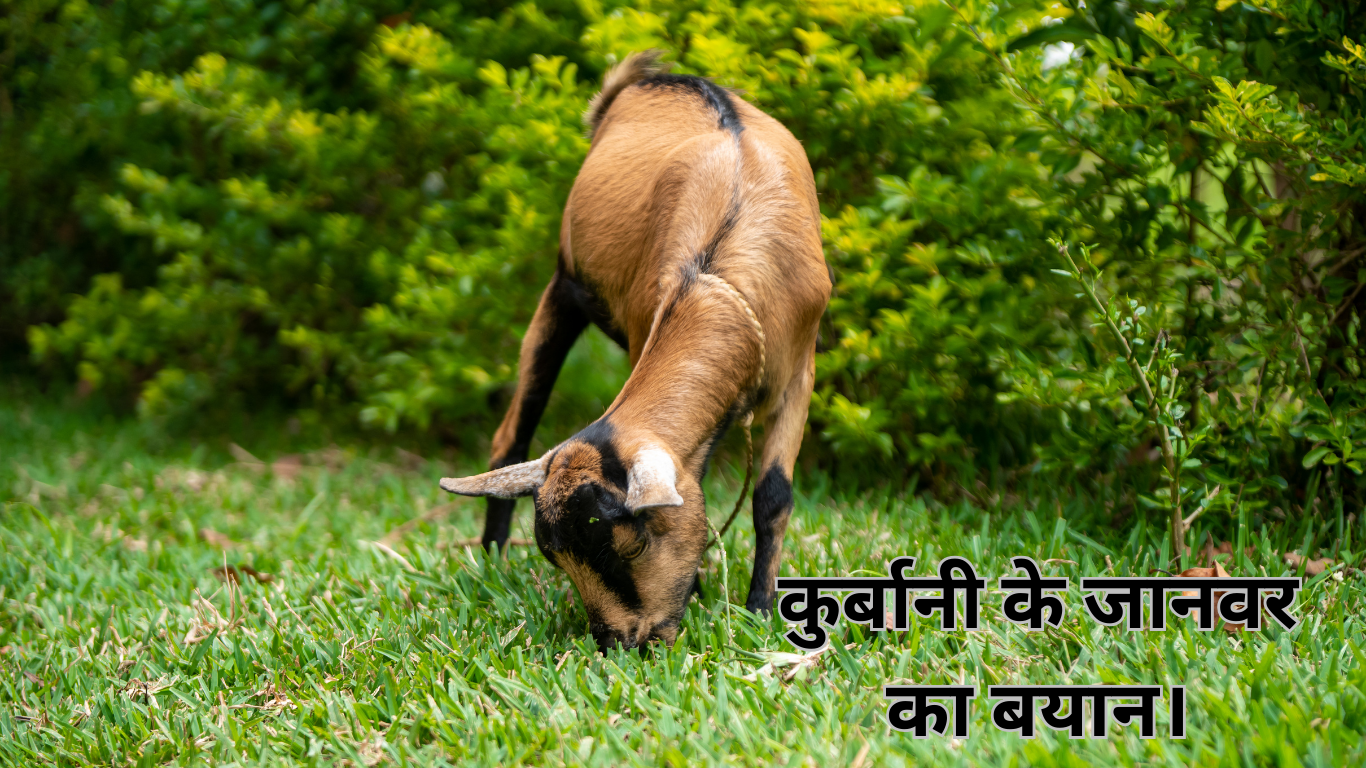 कुर्बानी के जानवर का बयान। Qurbani ke janwar ka bayan. 2 Qurbani ke janwar ka bayan.