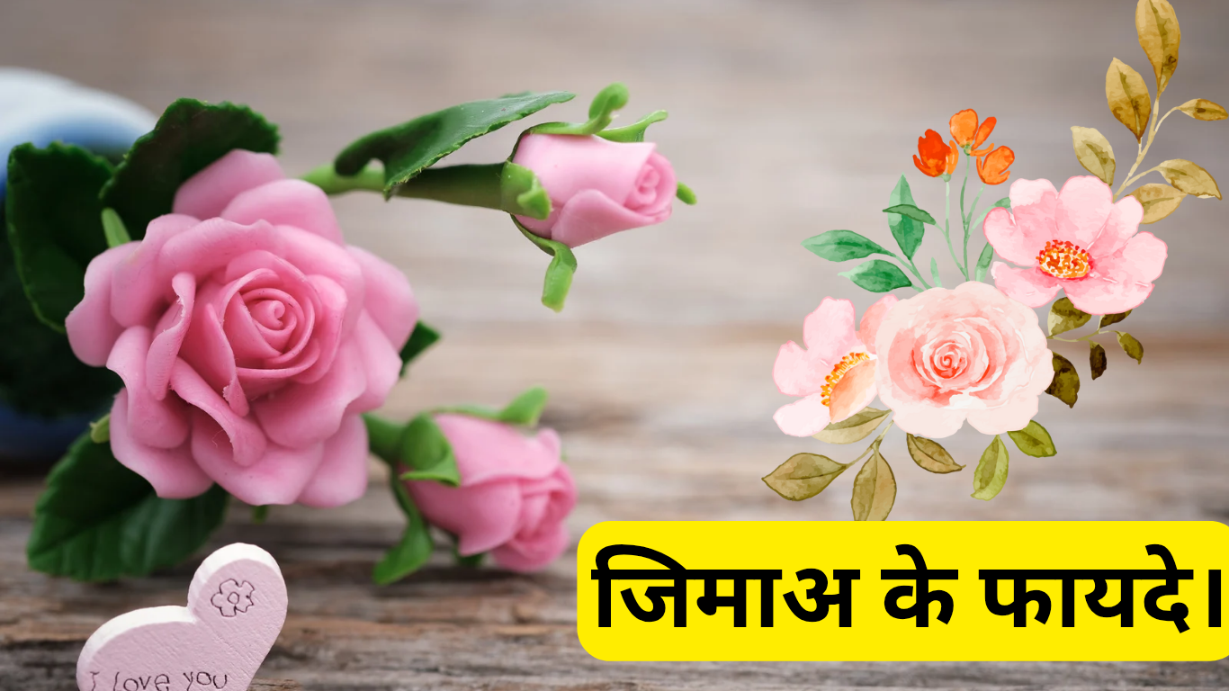 जिमाअ के फायदे। Jima ke fayde. 2 Jima ke fayde.